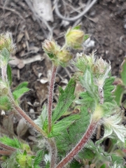 Potentilla arenosa