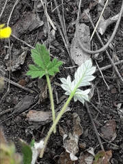 Potentilla arenosa