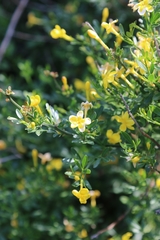 Chrysojasminum