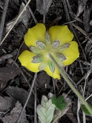 Potentilla arenosa