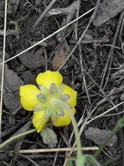 Potentilla arenosa