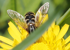 Anasimyia anausis