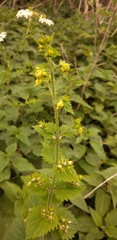 Scrophularia vernalis