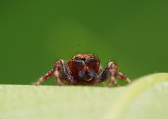 Macaroeris nidicolens