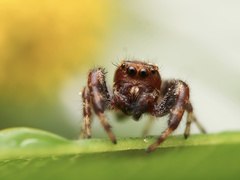 Macaroeris nidicolens