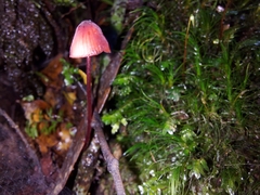 Mycena toyerlaricola