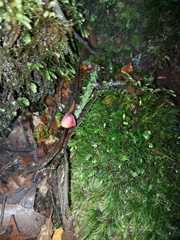 Mycena toyerlaricola