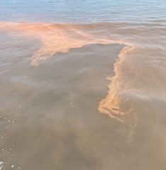 Noctiluca scintillans