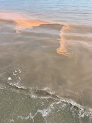 Noctiluca scintillans