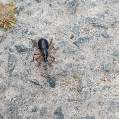 Otiorhynchus coecus