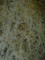 Amathia verticillata