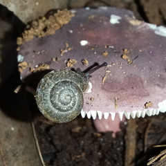 Pommerhelix duralensis