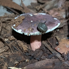 Pommerhelix duralensis