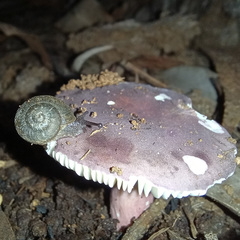 Pommerhelix duralensis