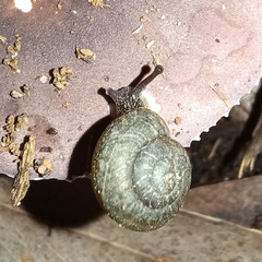 Pommerhelix duralensis