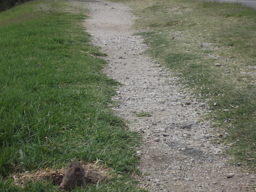 Ctenomys pearsoni