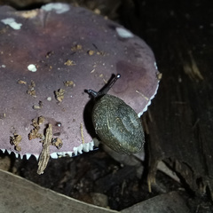 Pommerhelix duralensis