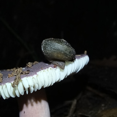 Pommerhelix duralensis