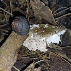Pommerhelix duralensis