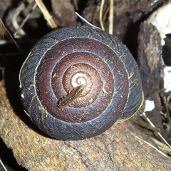Pommerhelix duralensis