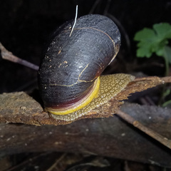 Pommerhelix duralensis