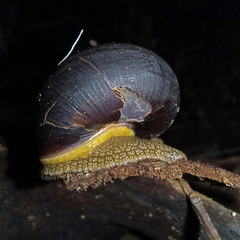 Pommerhelix duralensis