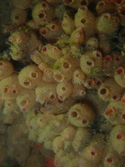 Stolonica australis