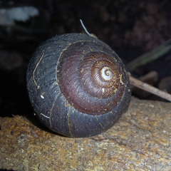 Pommerhelix duralensis
