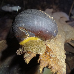 Pommerhelix duralensis