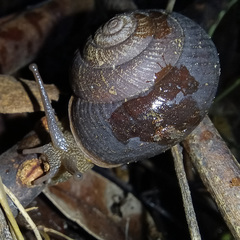 Pommerhelix duralensis