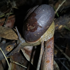 Pommerhelix duralensis