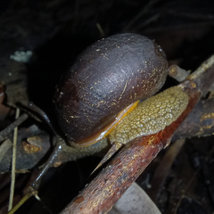 Pommerhelix duralensis