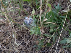 Carthamus caeruleus