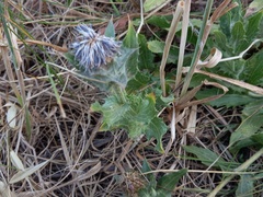 Carthamus caeruleus