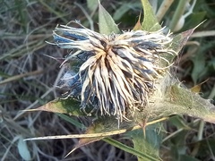 Carthamus caeruleus