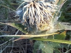 Carthamus caeruleus