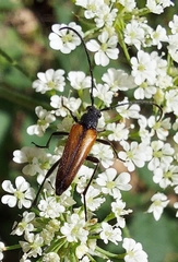 Stenurella melanura
