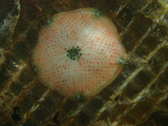 Meridiastra atyphoida