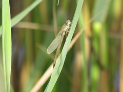 Sympecma fusca