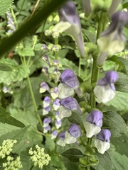 Scutellaria altissima