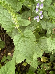 Scutellaria altissima