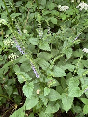 Scutellaria altissima