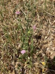 Knautia integrifolia