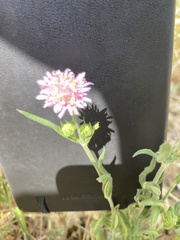 Knautia integrifolia