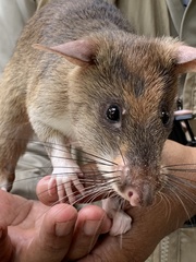Cricetomys gambianus