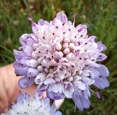 Sixalix atropurpurea