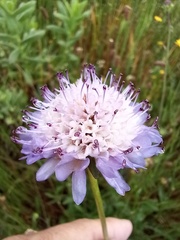 Sixalix atropurpurea