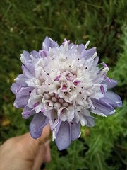 Sixalix atropurpurea