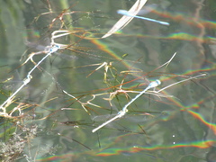 Enallagma cyathigerum