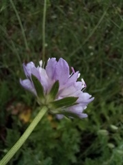 Sixalix atropurpurea